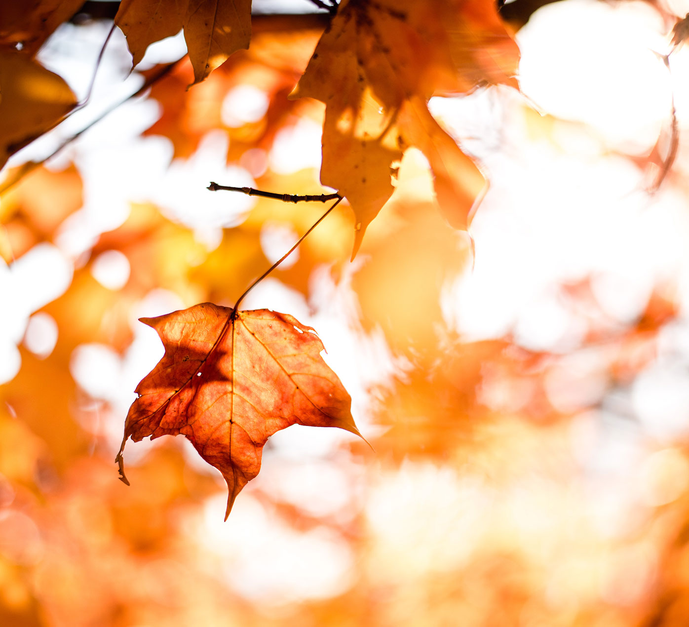 Light shining through fall leaves on a tree