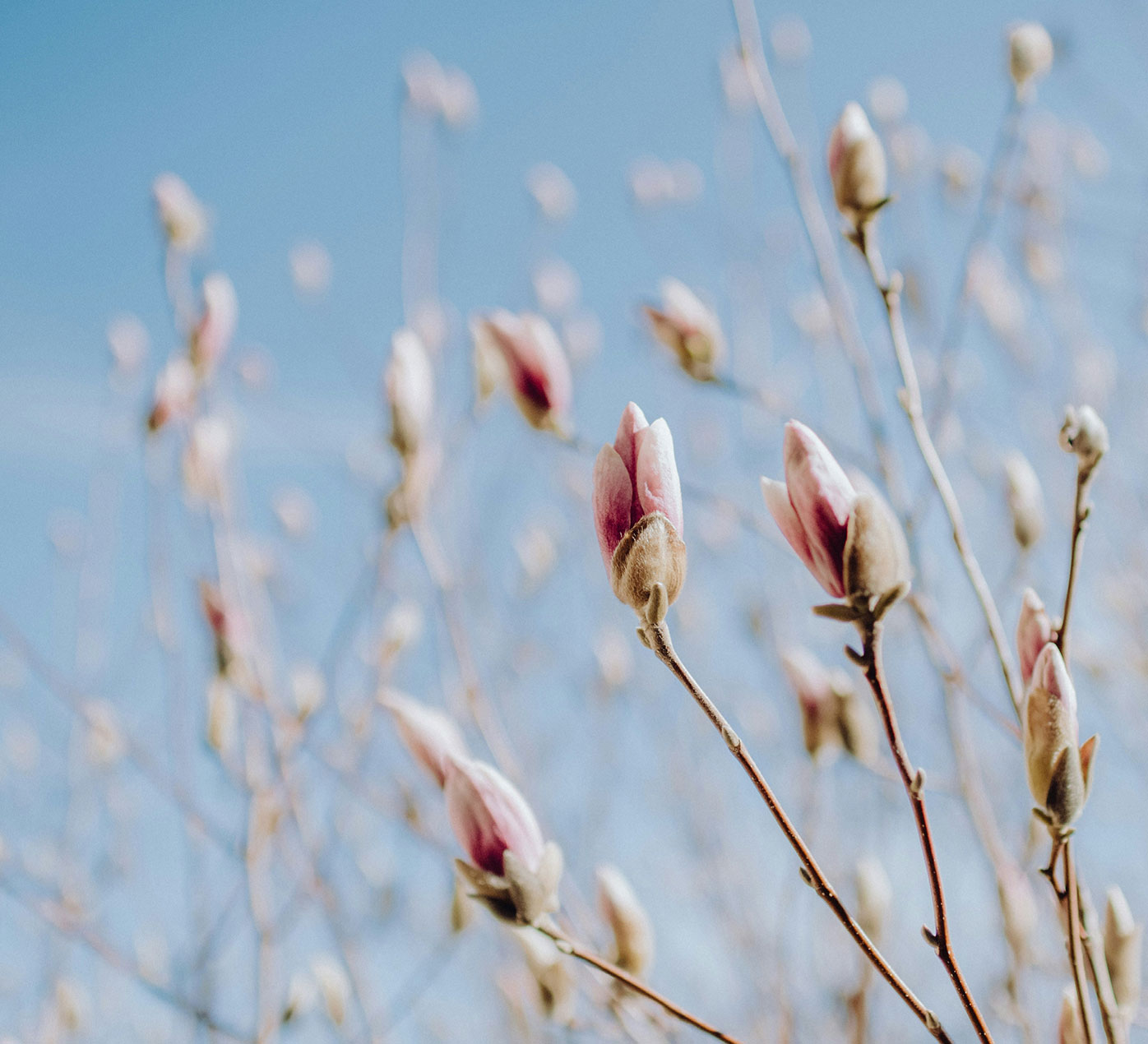 Pink flowers with a blue sky background