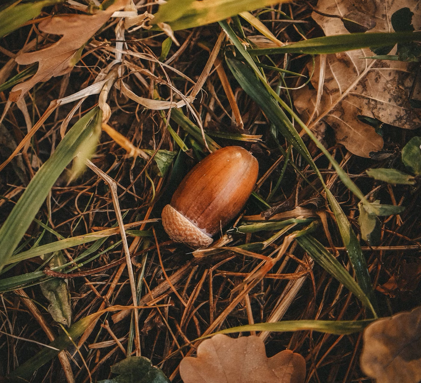 Acorn laying on the grass and fall leaves