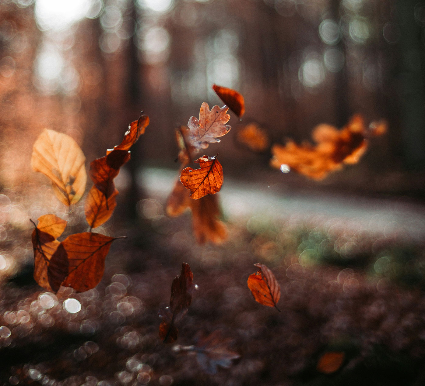 Falling red and brown leaves in the woods with a bokeh background