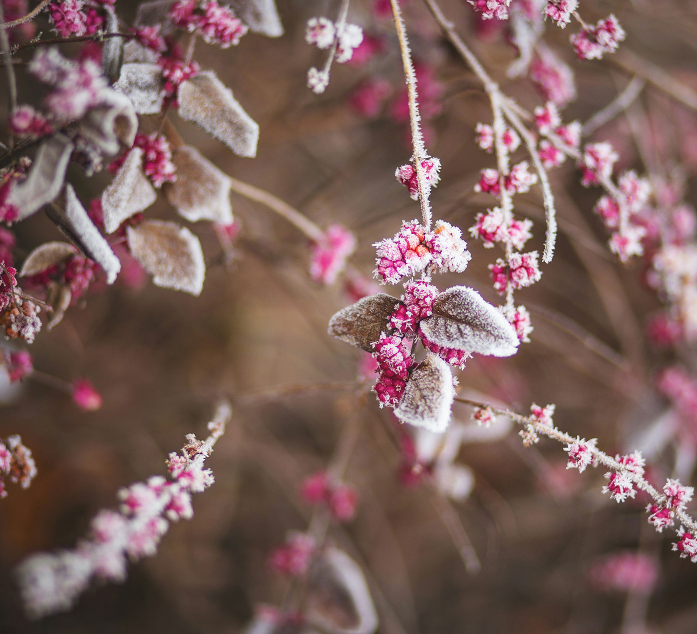 Pink berries and leaves covered with frost