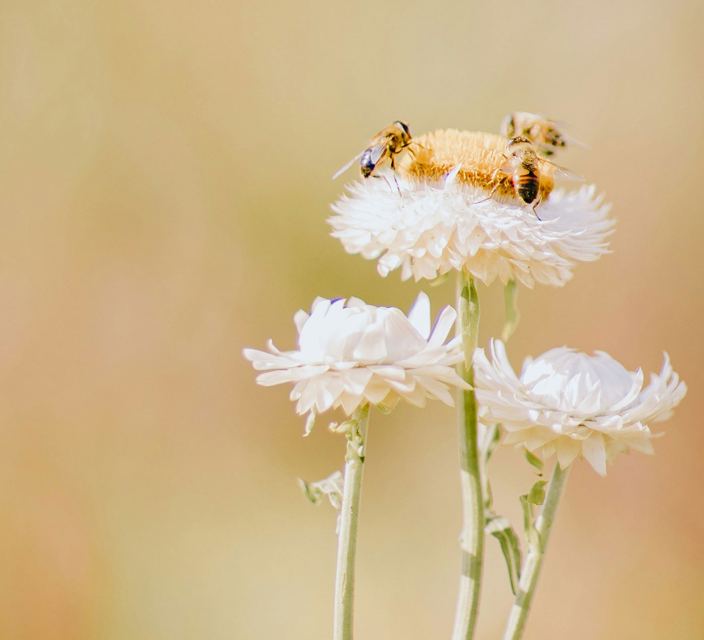 a group of bees gathering pollen on a white flower