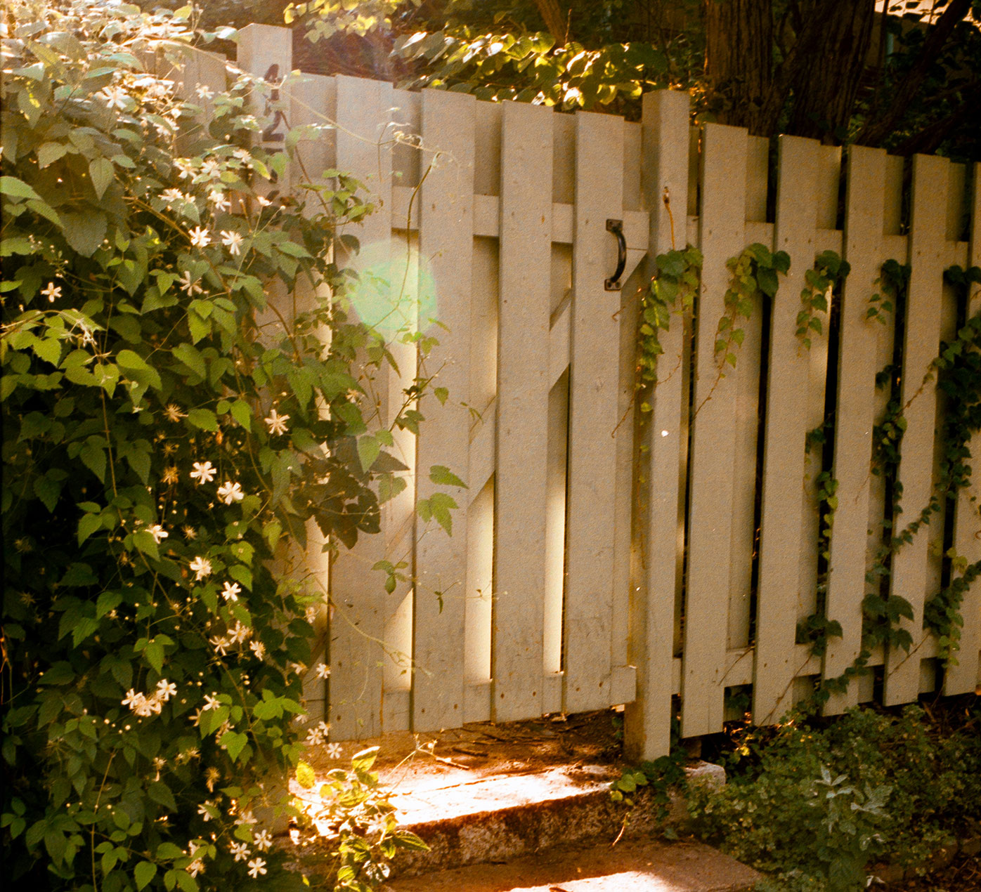 Sunset shining through a weathered white picket fence surrounded by vines and flowers